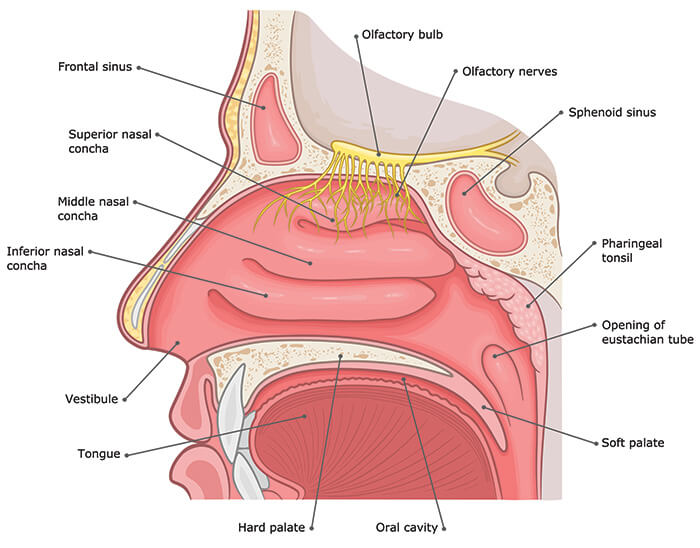 Chart Illustrating the Anatomy of the Nasal Cavity